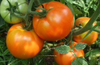 Le truc facile pour éplucher des tomates fraîches rapidement!