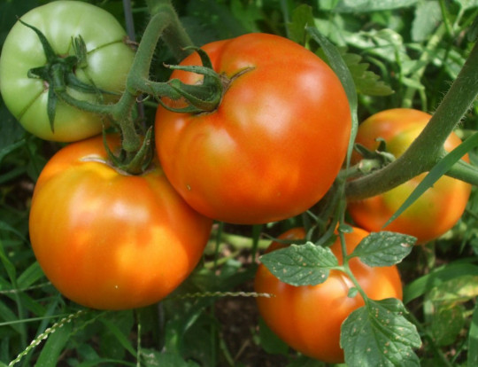 Le truc facile pour éplucher des tomates fraîches rapidement!