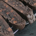 Une recette parfaite de biscotti double chocolat très facile à faire!