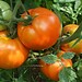 Le truc facile pour éplucher les tomates fraîches rapidement!